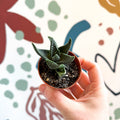 xGasterhaworthia ‘Royal Highness’ – Regal Zebra Plant - Sprouts of Bristol