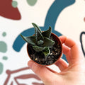 xGasterhaworthia ‘Royal Highness’ – Regal Zebra Plant - Sprouts of Bristol