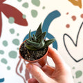 xGasterhaworthia ‘Royal Highness’ – Regal Zebra Plant - Sprouts of Bristol