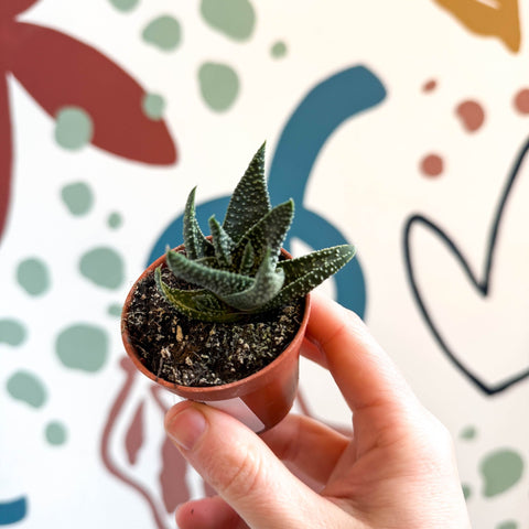 xGasterhaworthia ‘Royal Highness’ – Regal Zebra Plant - Sprouts of Bristol