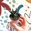 xGasterhaworthia ‘Royal Highness’ – Regal Zebra Plant - Sprouts of Bristol