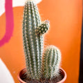 Xique-Xique Cactus - Pilosocereus gounellei - Sprouts of Bristol
