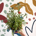 Yarrow - Achillea millefolium 'Milly Rock Mixmaster's Dance' - British Grown Herbaceous Perennial - Sprouts of Bristol