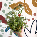Yarrow - Achillea millefolium 'Milly Rock Mixmaster's Dance' - British Grown Herbaceous Perennial - Sprouts of Bristol
