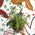 Yarrow - Achillea millefolium 'Milly Rock Mixmaster's Dance' - British Grown Herbaceous Perennial - Sprouts of Bristol