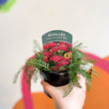 Yarrow - Achillea millefolium 'New Vintage Red' - British Grown Herbaceous Perennial - Sprouts of Bristol