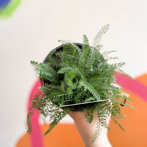 Yarrow - Achillea millefolium 'New Vintage Red' - British Grown Herbaceous Perennial - Sprouts of Bristol