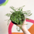 Yarrow - Achillea millefolium 'Peggy Sue' - British Grown Herbaceous Perennial - Sprouts of Bristol
