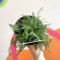 Yarrow - Achillea millefolium 'Peggy Sue' - British Grown Herbaceous Perennial - Sprouts of Bristol