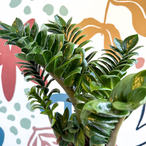 Zamioculcas zamiifolia 'Zenzi' - ZZ Plant - Sprouts of Bristol