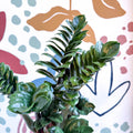 Zamioculcas zamiifolia 'Zenzi' - ZZ Plant - Sprouts of Bristol