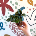 Zamioculcas zamiifolia 'Zenzi' - ZZ Plant - Sprouts of Bristol