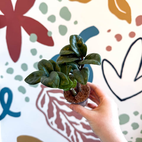 Zamioculcas zamiifolia 'Zenzi' - ZZ Plant - Sprouts of Bristol