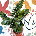 Zamioculcas zamiifolia 'Zenzi' - ZZ Plant - Sprouts of Bristol