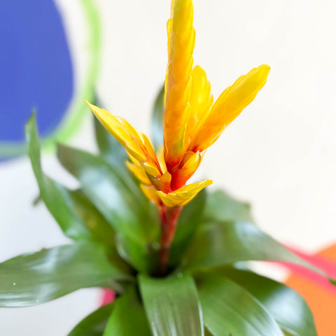 Bromelia Espada Flamígera - Vriesea 'Intenso Amarillo'