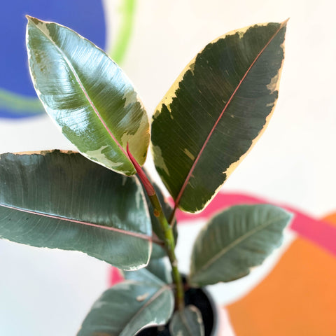 Buntgummibaum - Ficus elastica 'Tineke' - in Großbritannien angebaut