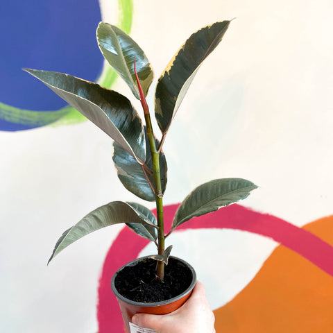 Buntgummibaum - Ficus elastica 'Tineke' - in Großbritannien angebaut