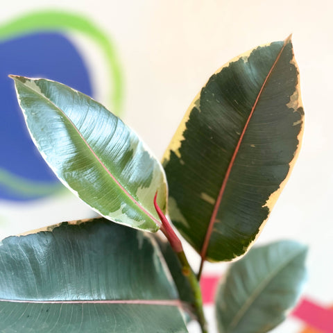 Buntgummibaum - Ficus elastica 'Tineke' - in Großbritannien angebaut