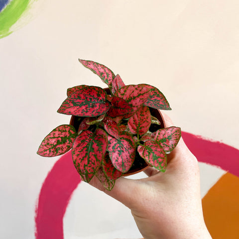 Hypoestes phyllostachya - Red Polka Dot Plant