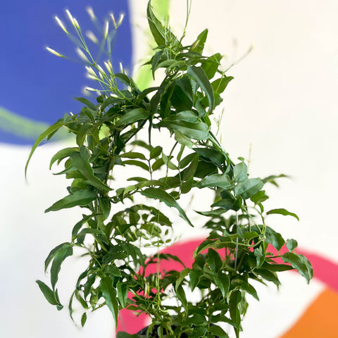 Jasminum polyanthum - Jazmín de muchos pétalos