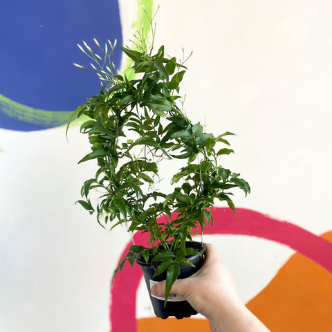 Jasminum polyanthum - Jazmín de muchos pétalos