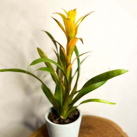 Estrella Escarlata - Guzmania - Bromelia