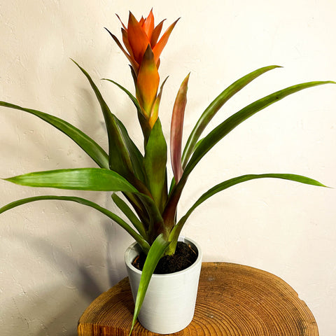 Estrella Escarlata - Guzmania - Bromelia