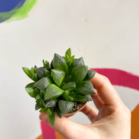 Haworthia retusa - Star Cactus
