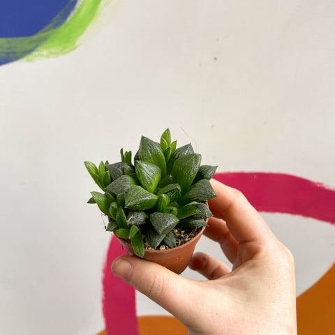 Haworthia retusa - Star Cactus
