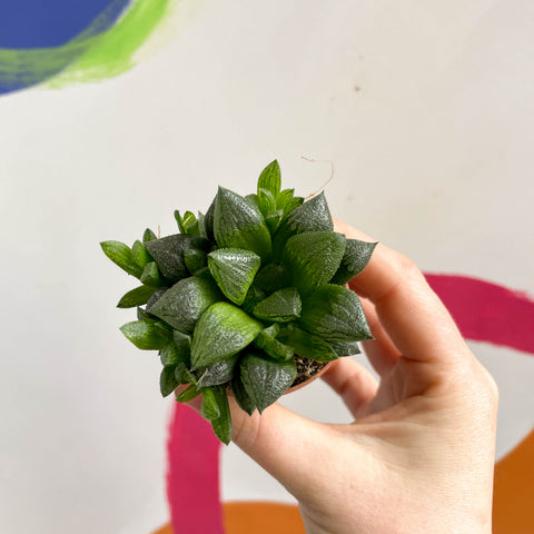Haworthia retusa - Star Cactus