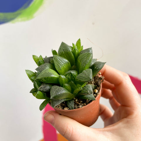 Haworthia retusa - Star Cactus