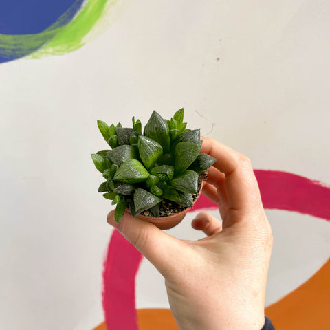 Haworthia retusa - Star Cactus