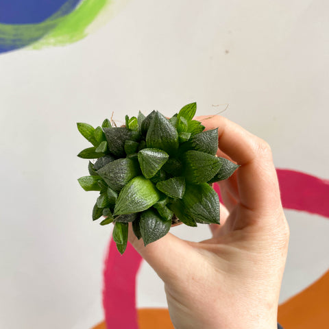 Haworthia retusa - Star Cactus