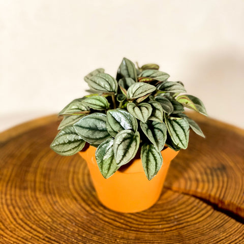 Peperomia caperata 'Napoli Nights' - Planta radiador