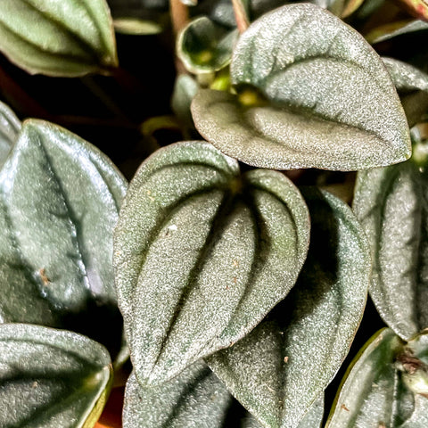 Peperomia caperata 'Napoli Nights' - Planta radiador