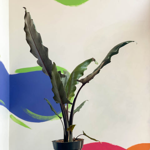 Purple Sword - Alocasia lauterbachiana