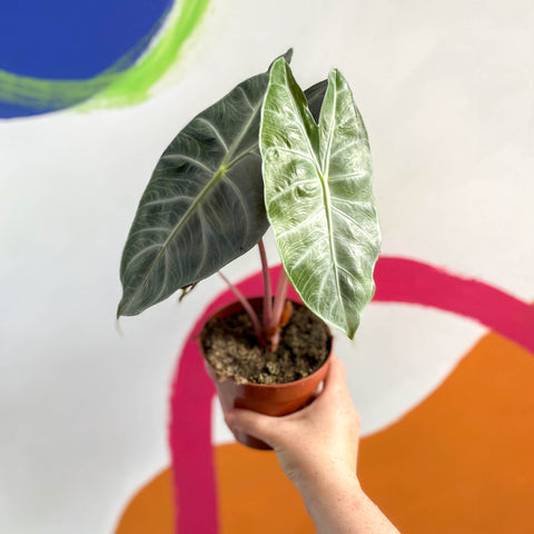 Alocasia 'Dragón Rosa'