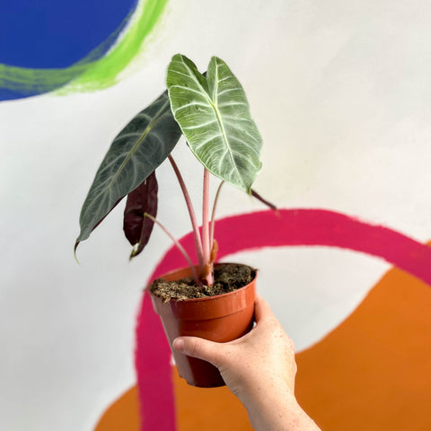 Alocasia 'Dragón Rosa'