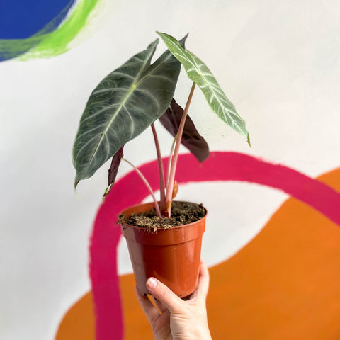 Alocasia 'Dragón Rosa'