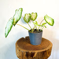Aaron Caladium - Sprouts of Bristol