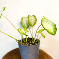 Aaron Caladium - Sprouts of Bristol