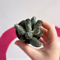 Adromischus marianae 'Coffee Bean' - Sprouts of Bristol