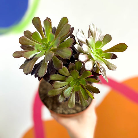 Aeonium arboreum 'Velour' - Sprouts of Bristol