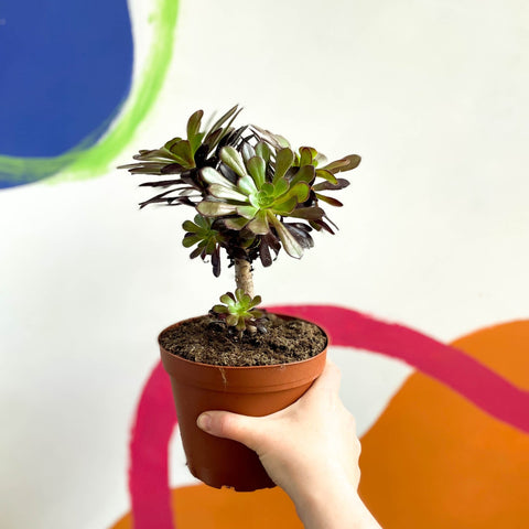 Aeonium arboreum 'Velour' - Sprouts of Bristol