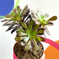 Aeonium arboreum 'Velour' - Sprouts of Bristol