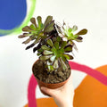 Aeonium arboreum 'Velour' - Sprouts of Bristol