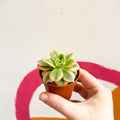 Aeonium 'Starburst' - Sprouts of Bristol
