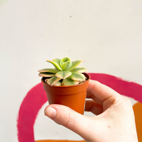 Aeonium 'Starburst' - Sprouts of Bristol