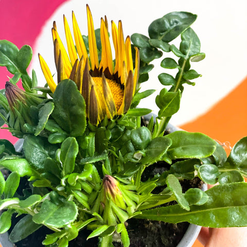 African Daisy / Treasure Flower - Gazania 'Daybreak Garden Sun' - Sprouts of Bristol