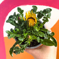 African Daisy / Treasure Flower - Gazania 'Daybreak Garden Sun' - Sprouts of Bristol